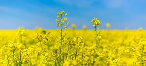 Mehr über den Artikel erfahren Kostenfreie digitale Willkommens- und Orientierungskurse für Geflüchtete aus der Ukraine