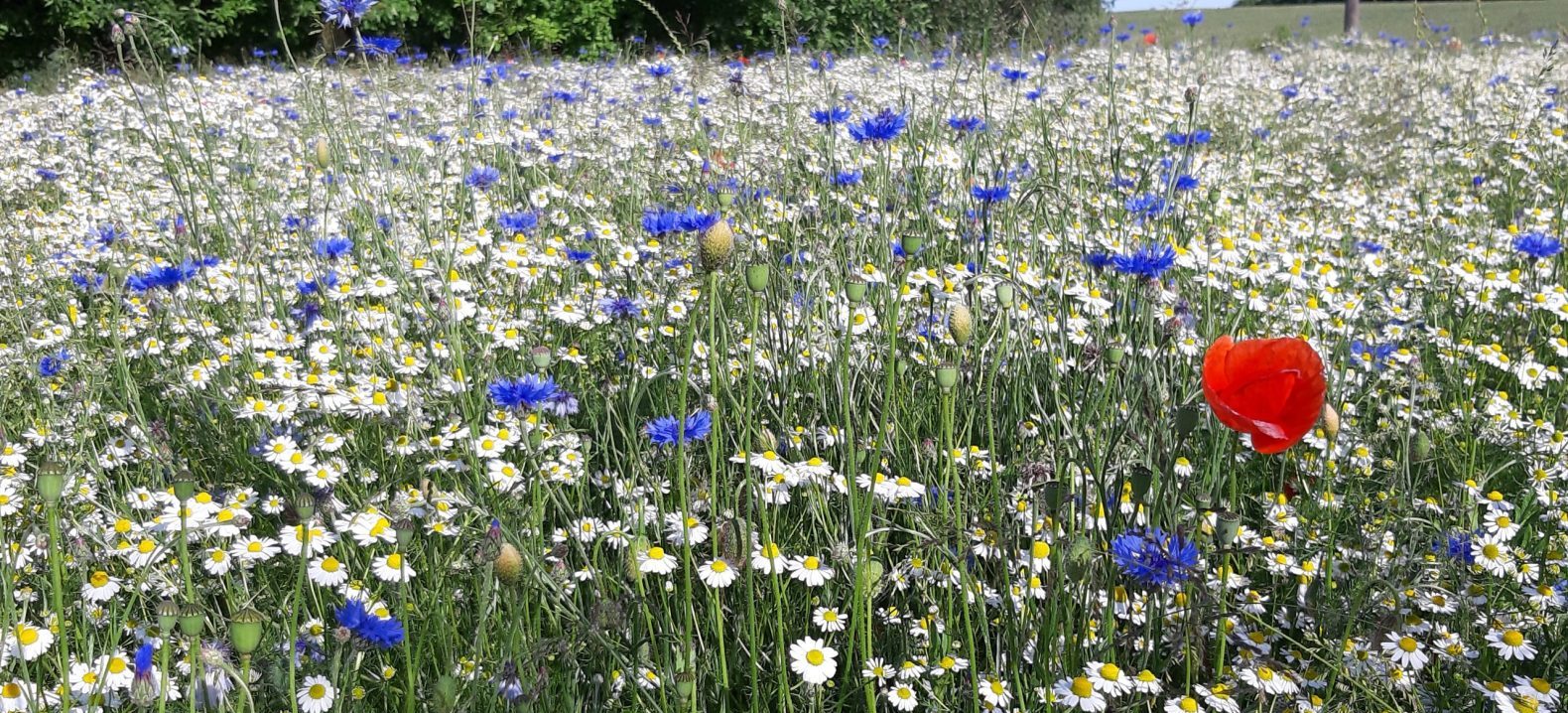 Mehr über den Artikel erfahren Europäischer Aufruf für Projekte zur Bildung für nachhaltige Entwicklung